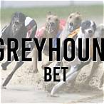greyhound racing bet